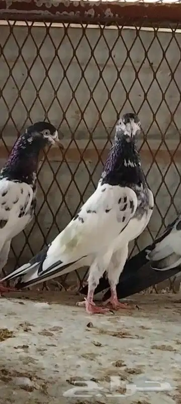 طبات تيدي سخي 26