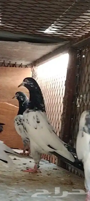 طبات تيدي سخي 27