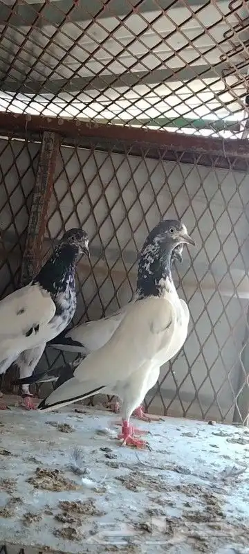 طبات تيدي سخي 28