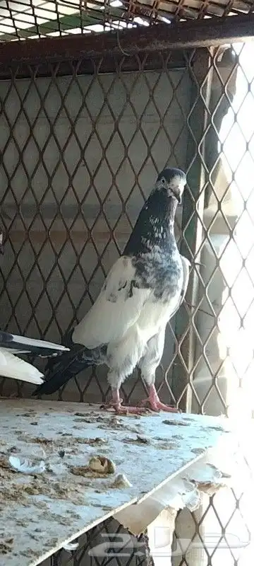 طبات تيدي سخي 24