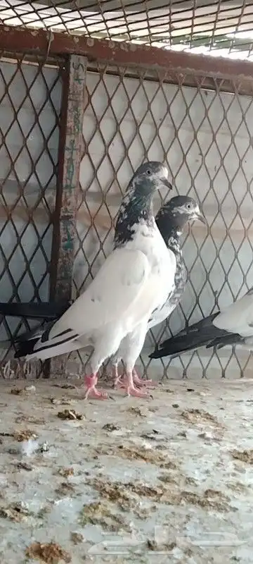 طبات تيدي سخي 25