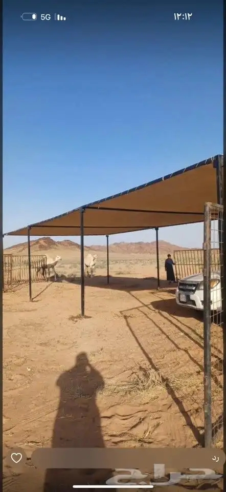 مضلات الأبل المييزة 0