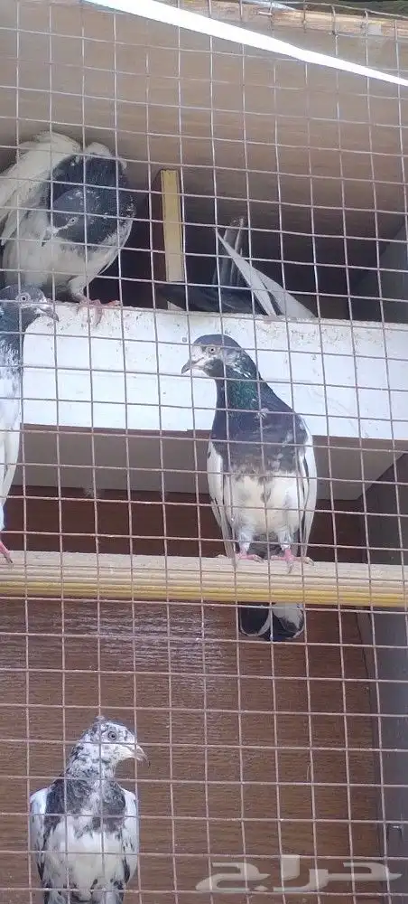حمام تيدي طيران البيع جملة 0