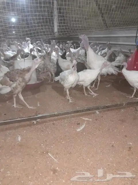 يوجد الروم الصغير يوجد الرومي الكبير يوجد البط 3