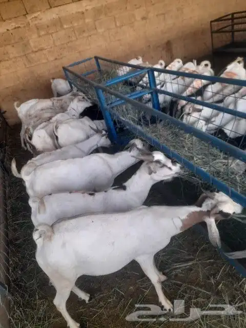 موقعنا الباحة تبوك الخرج مكة الرياض 26