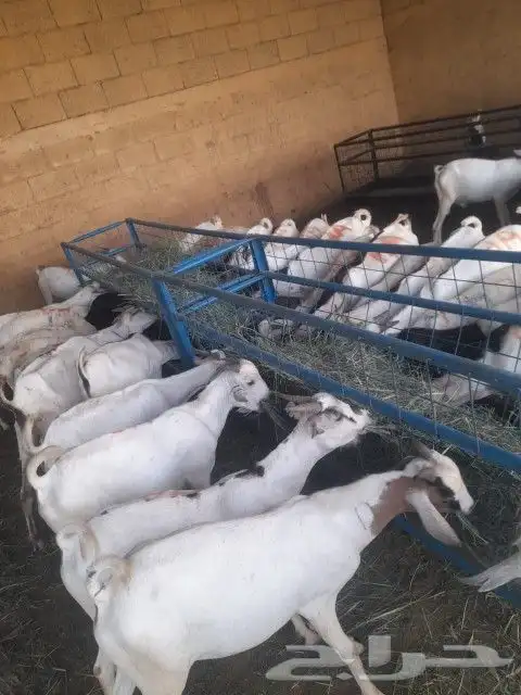 موقعنا الباحة تبوك الخرج مكة الرياض 27