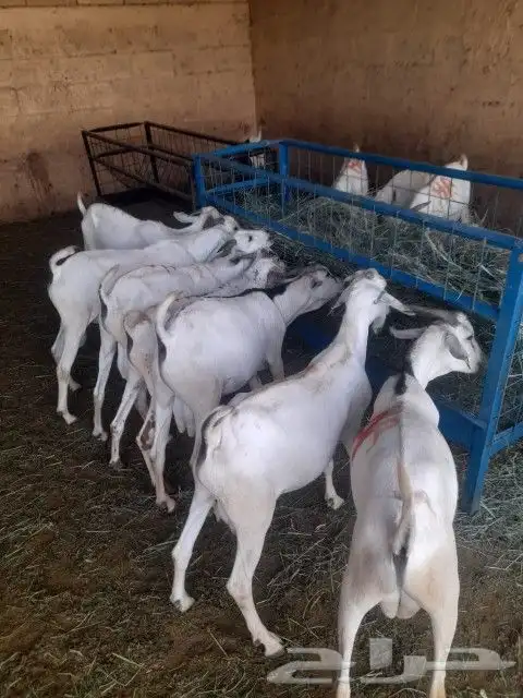 موقعنا الباحة تبوك الخرج مكة الرياض 28