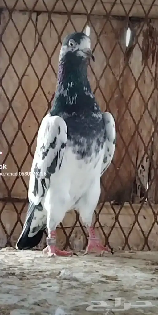 طبات تيدي سخي 11