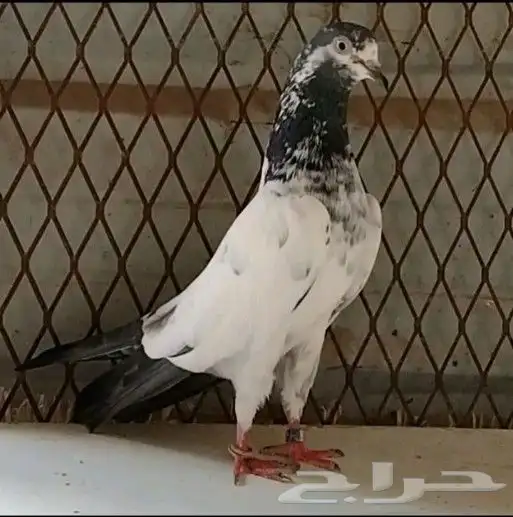 طبات تيدي سخي 15