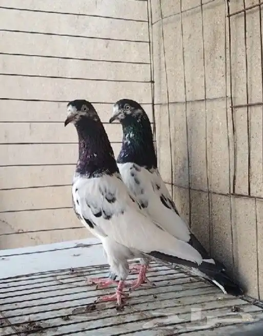 طبات تيدي سخي 14