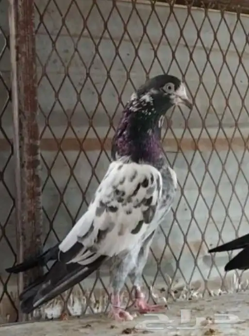 طبات تيدي سخي 21