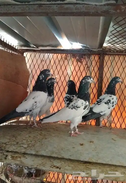 طبات تيدي سخي 41