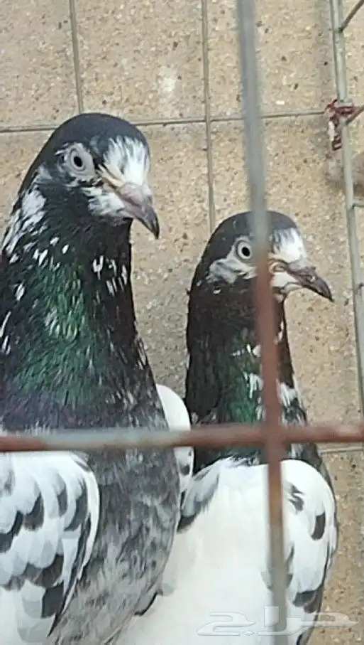 طبات تيدي سخي 29