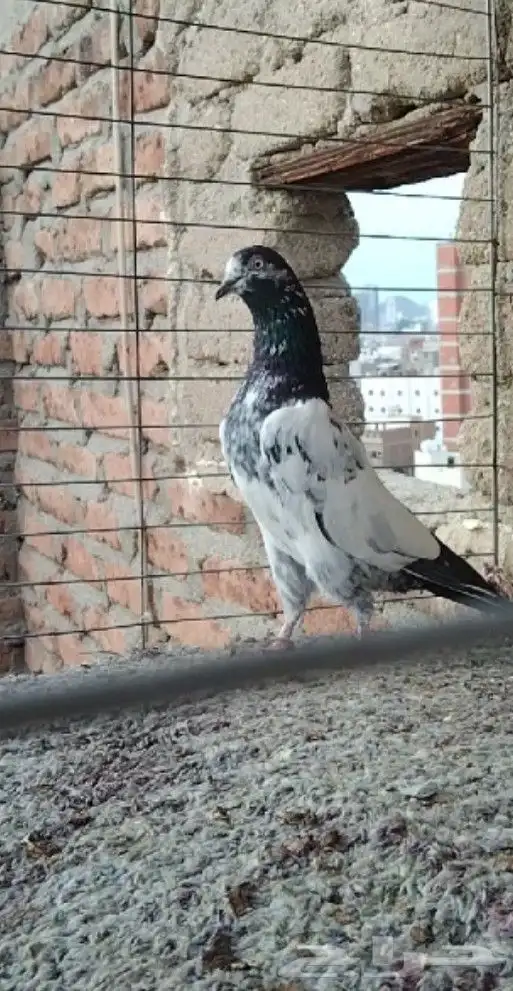 طبات تيدي سخي 32