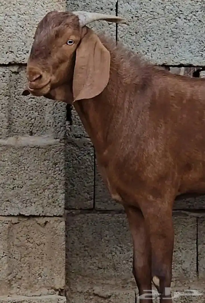 تيس أدهم 1