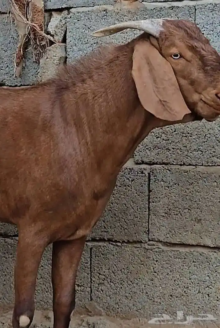 تيس أدهم 2