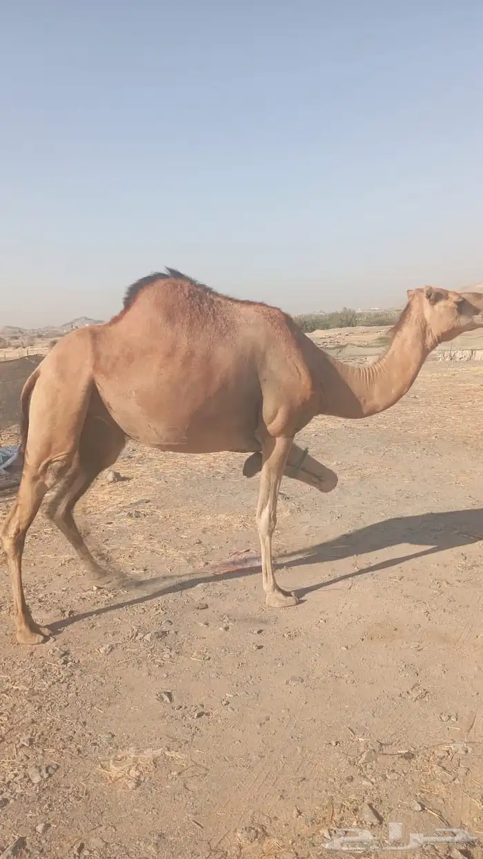 بكرتين للبيع 0