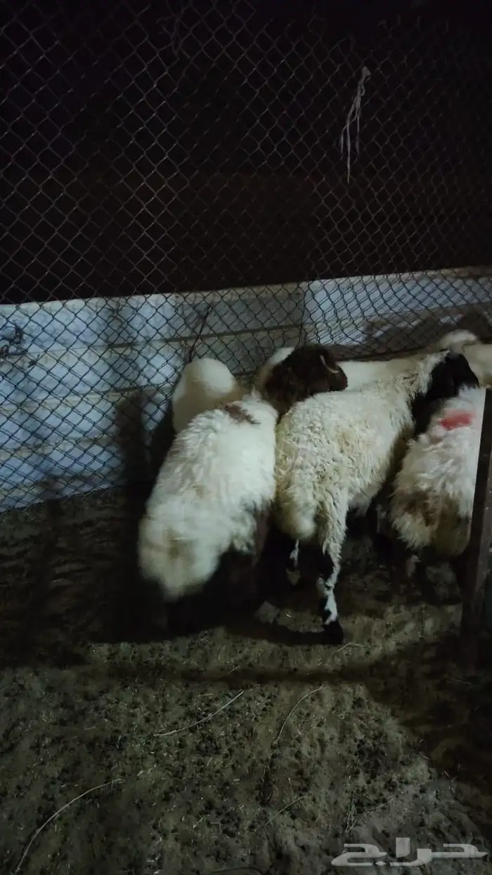 تابي نعيمي وحري و تيوس ذبائح 0