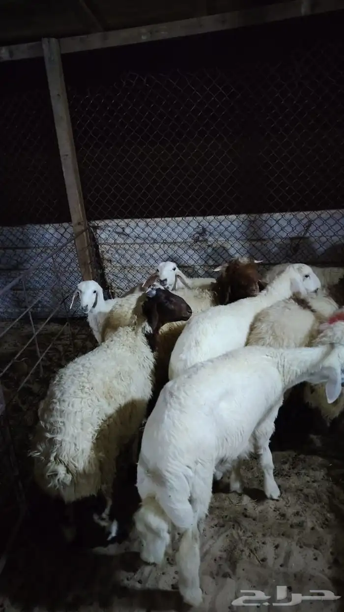 تابي نعيمي وحري و تيوس ذبائح 1