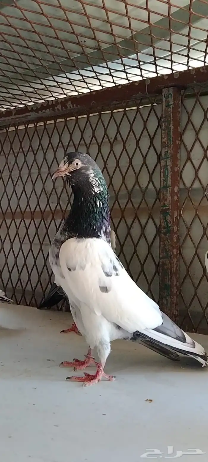 طبات تيدي سخي 13