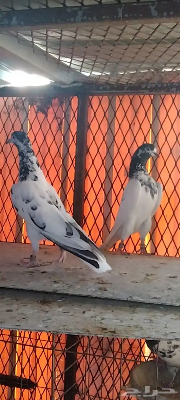 طبات تيدي سخي 10