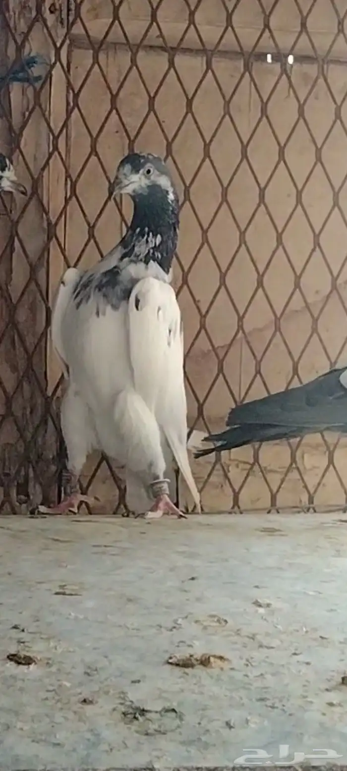 طبات تيدي سخي 6