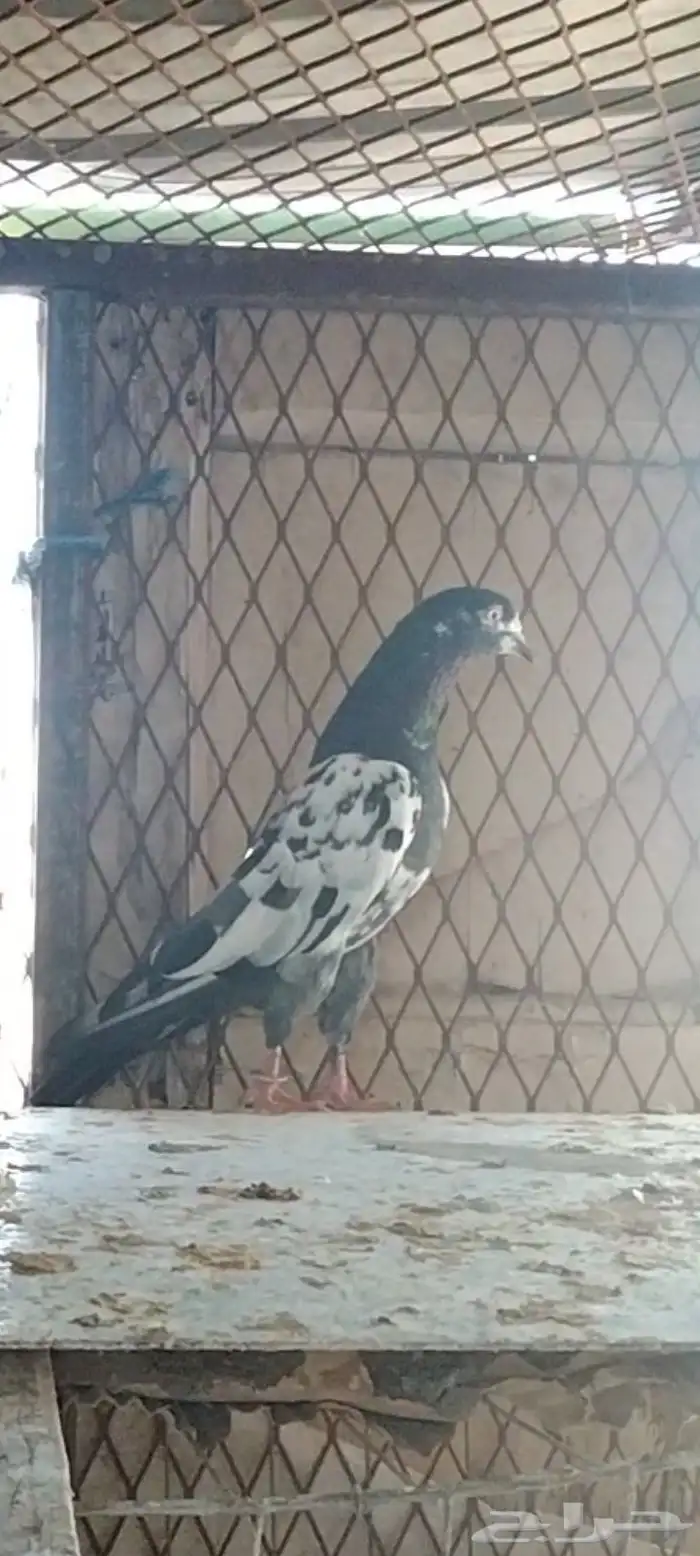 طبات تيدي سخي 5