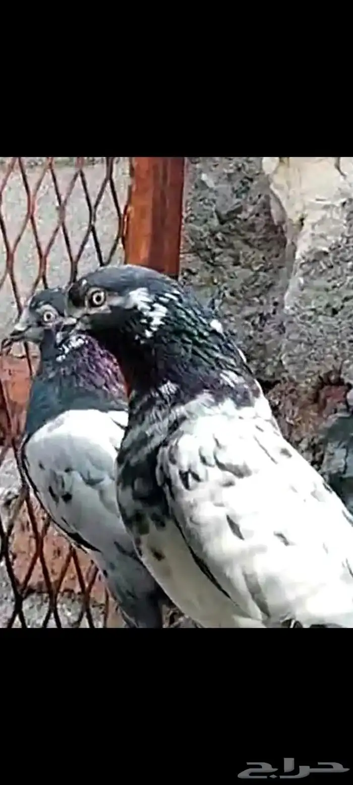 طبات تيدي سخي 9