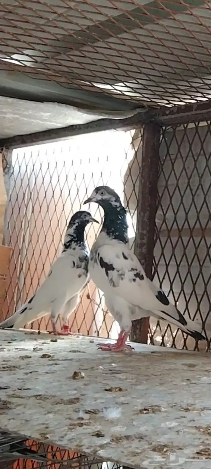 طبات تيدي سخي 17