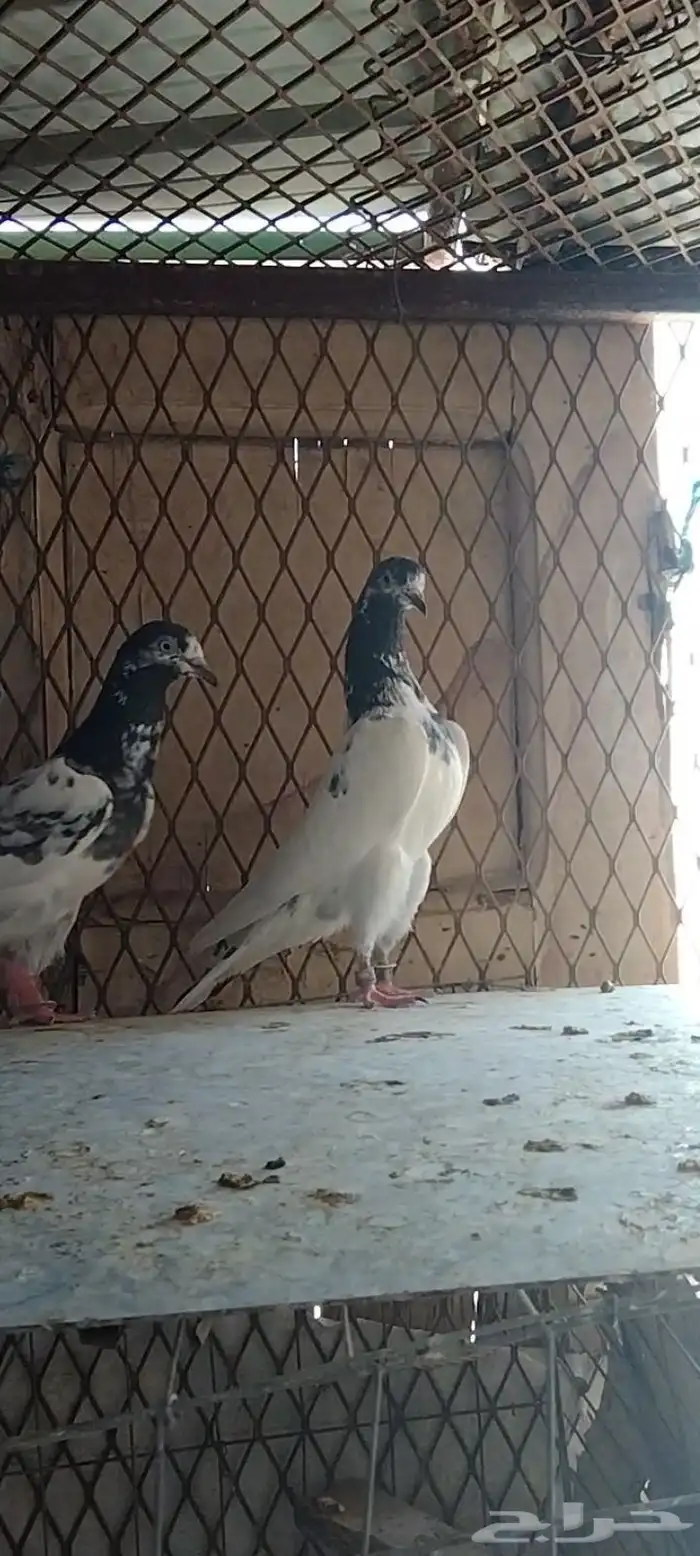 طبات تيدي سخي 7