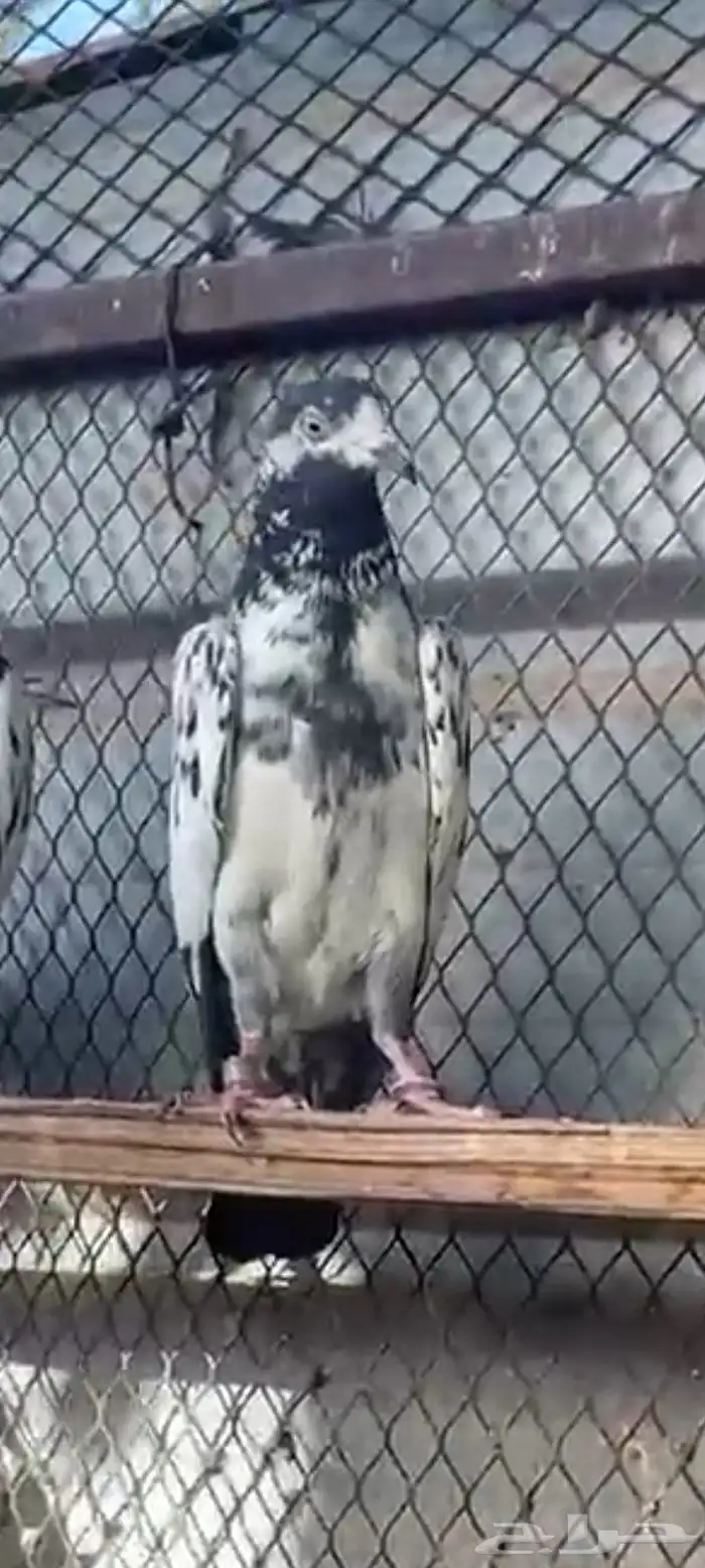 طبات تيدي سخي 8