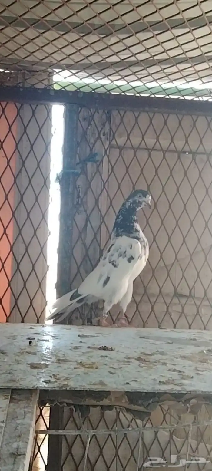 طبات تيدي سخي 4