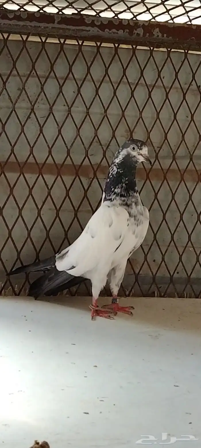 طبات تيدي سخي 19