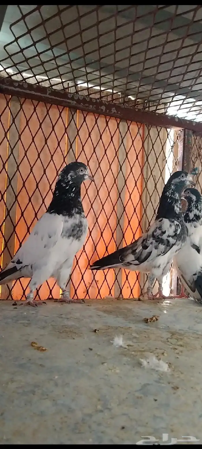 طبات تيدي سخي 39