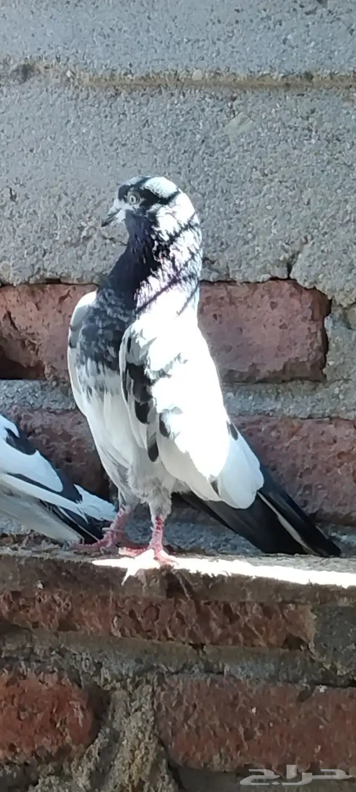 طبات تيدي سخي 18