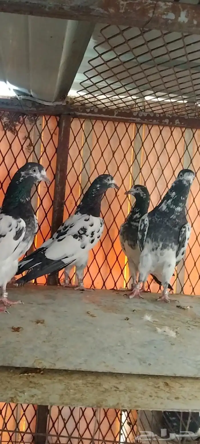 طبات تيدي سخي 38