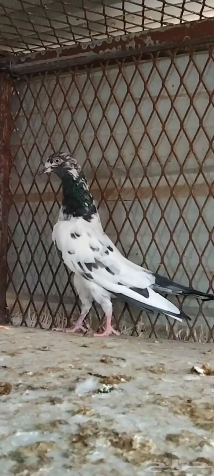 طبات تيدي سخي 34