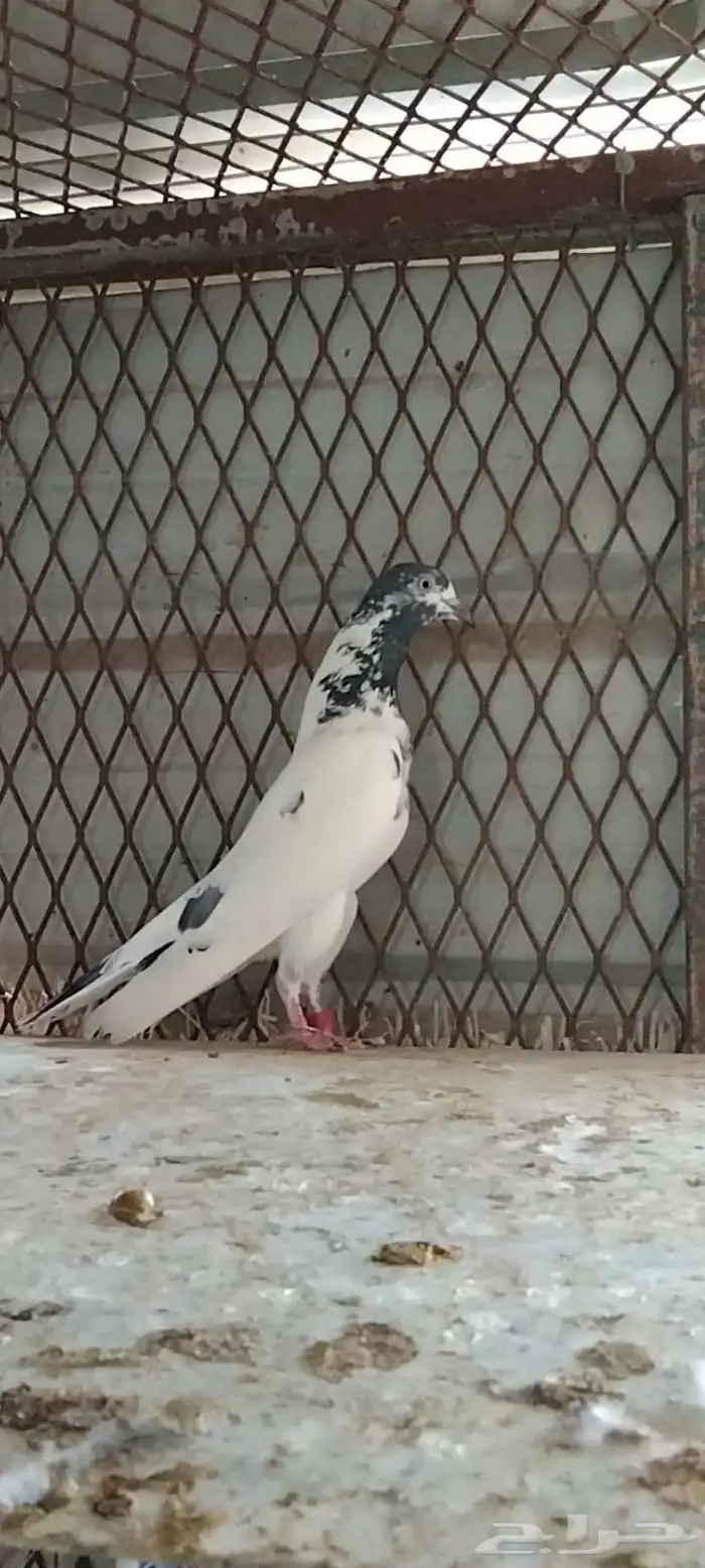 طبات تيدي سخي 16