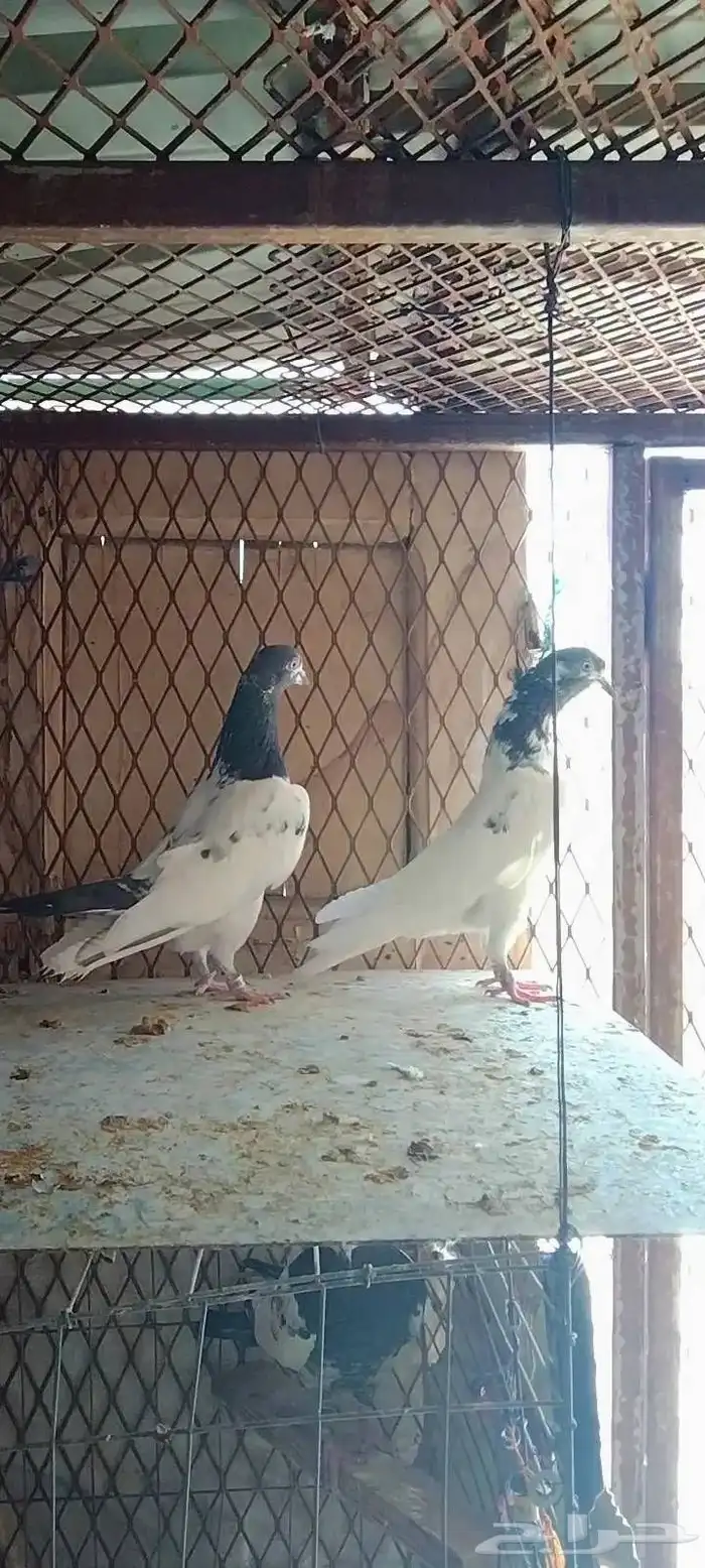 طبات تيدي سخي 37