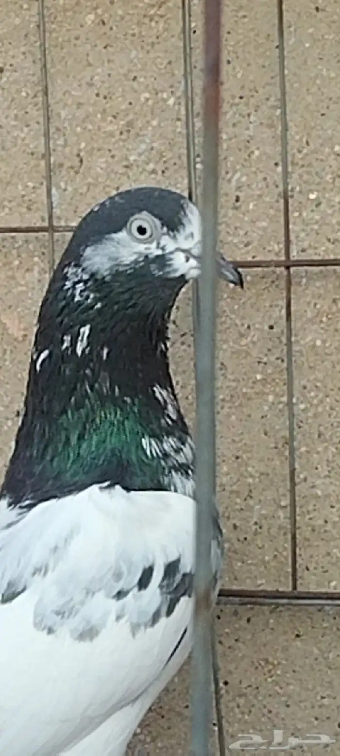 طبات تيدي سخي 33