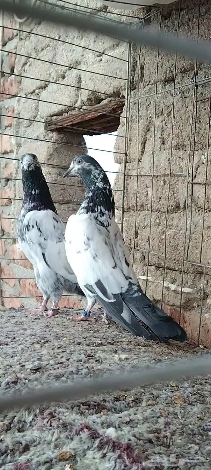 طبات تيدي سخي 31