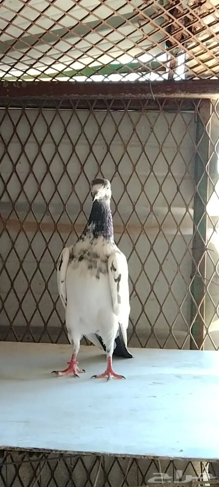 طبات تيدي سخي 22