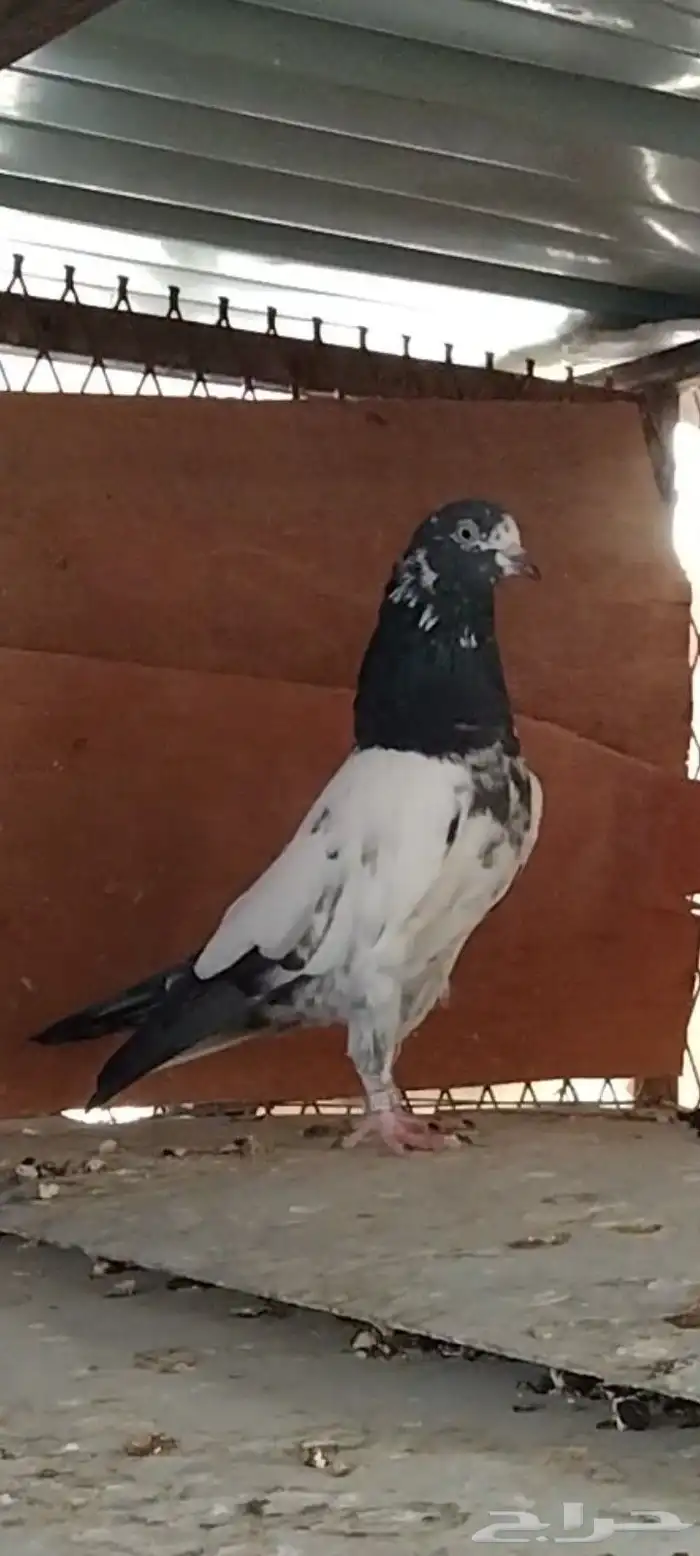 طبات تيدي سخي 3