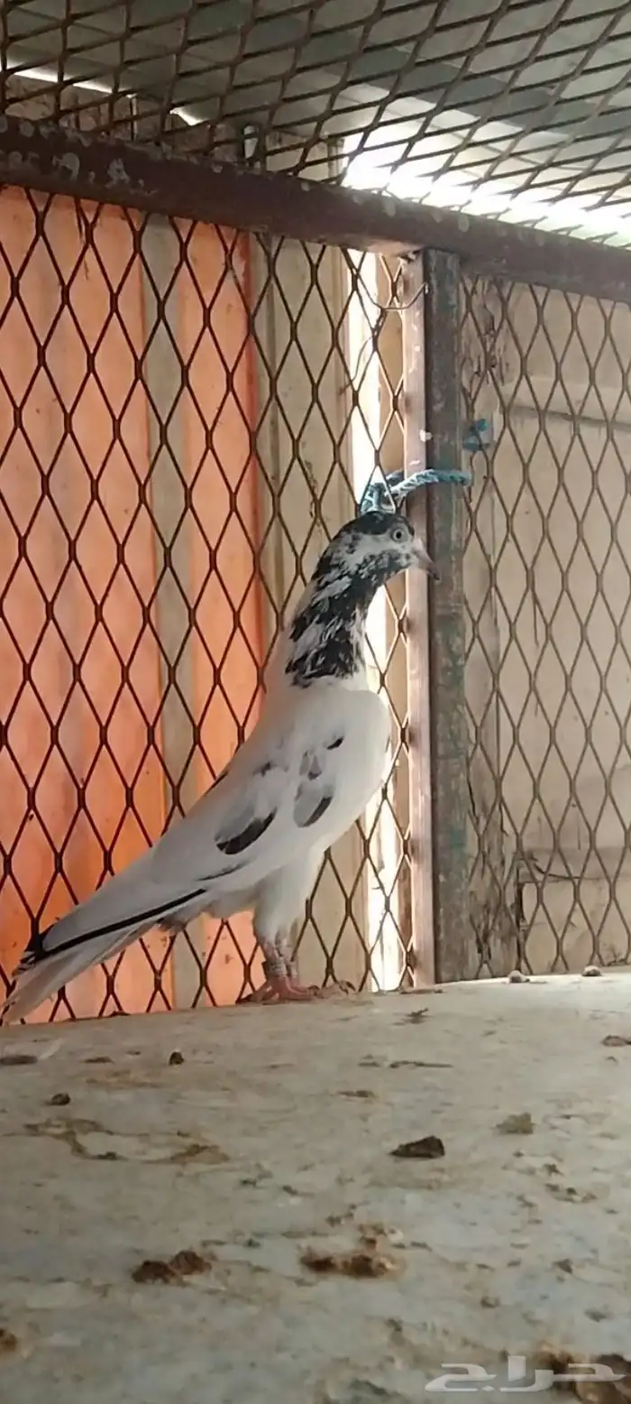 طبات تيدي سخي 2