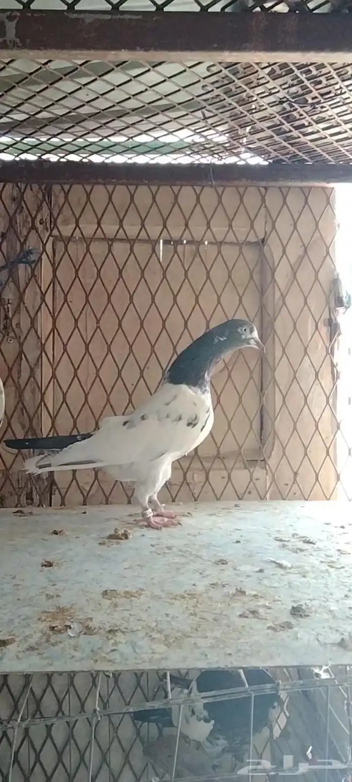 طبات تيدي سخي 40