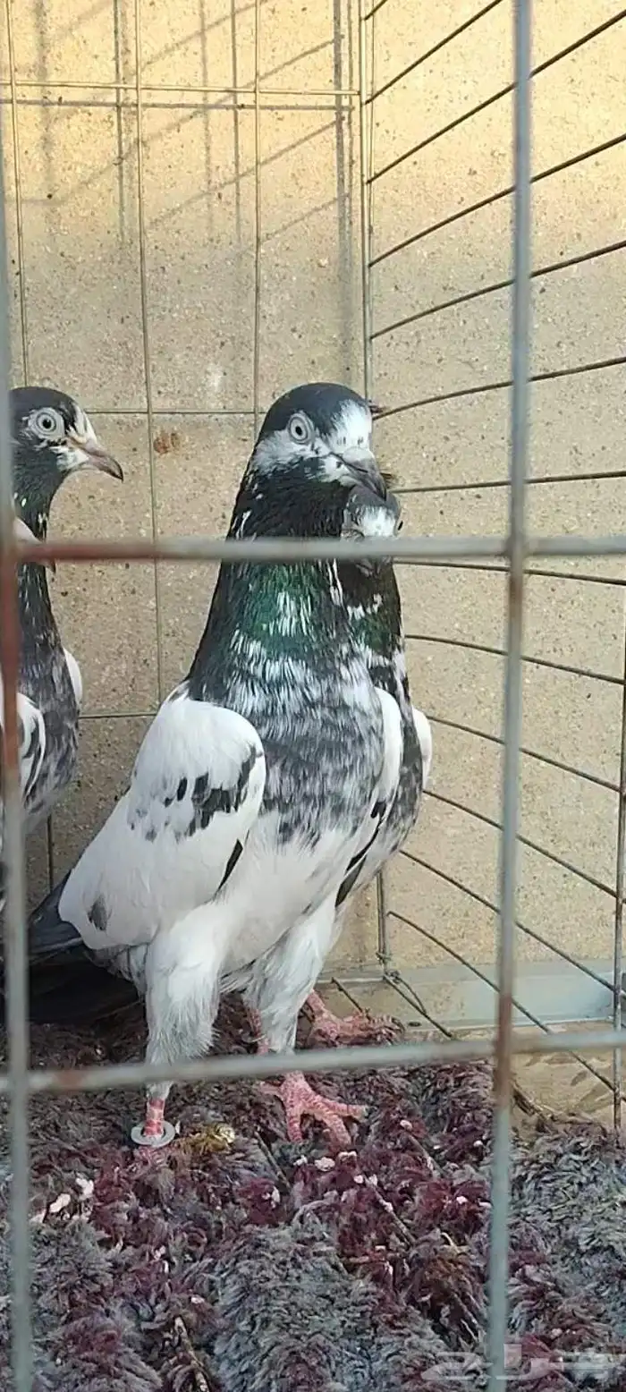 طبات تيدي سخي 30