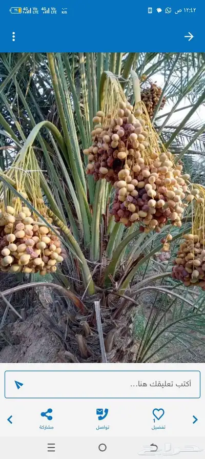 مجود لدينا عدد شغلات النخل تصفيه التمر 0