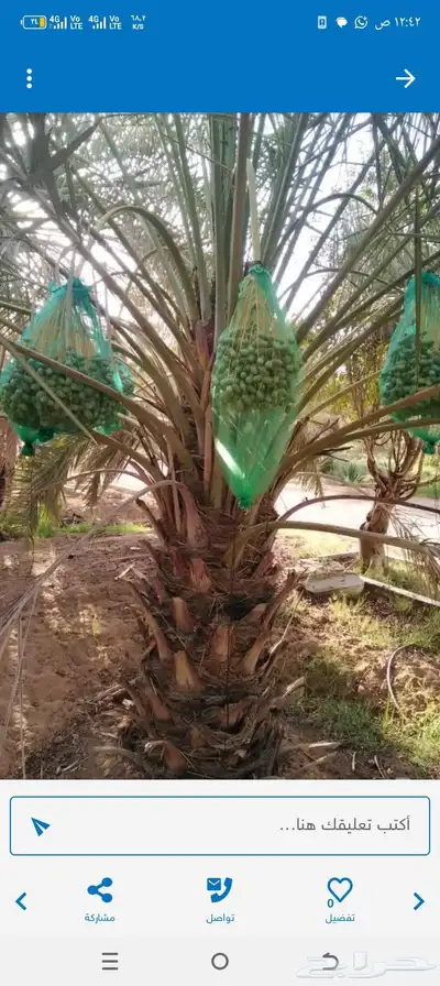 مجود لدينا عدد شغلات النخل تصفيه التمر 1