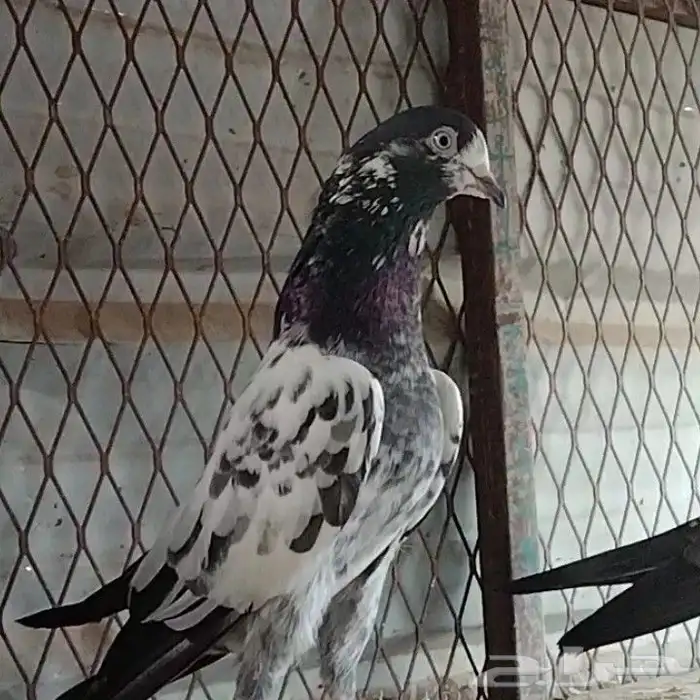 طبات تيدي سخي 36