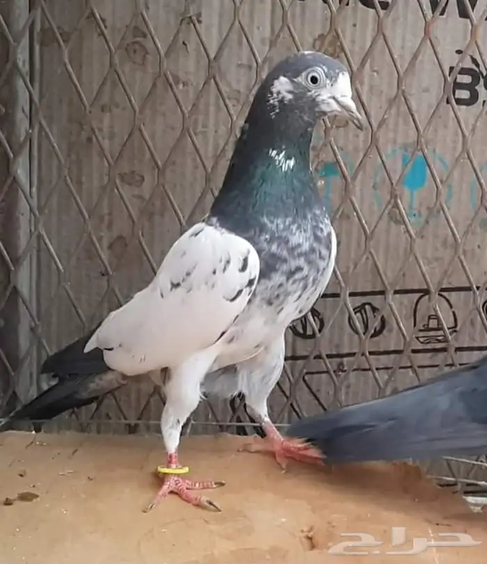 طبات تيدي سخي 12